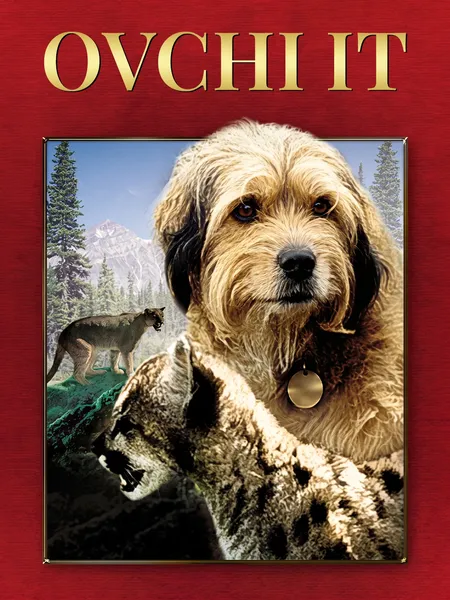 Ovchi it poster